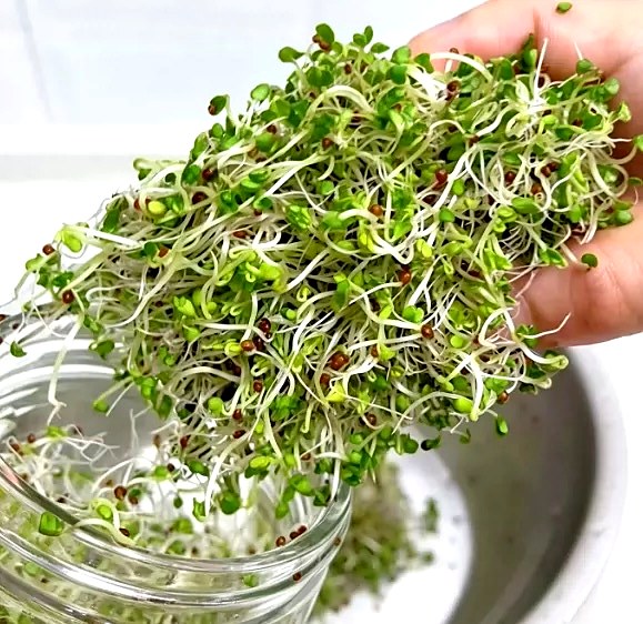 What is Sulforaphane? A Formulator’s Guide to the Best-Studied Nrf2 Activator